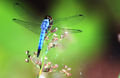 Blue dragon fly