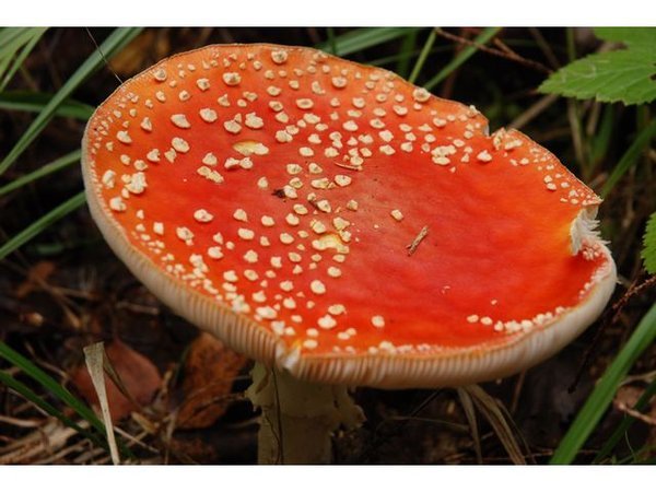 The toadstool that ought to have elves and fairies around