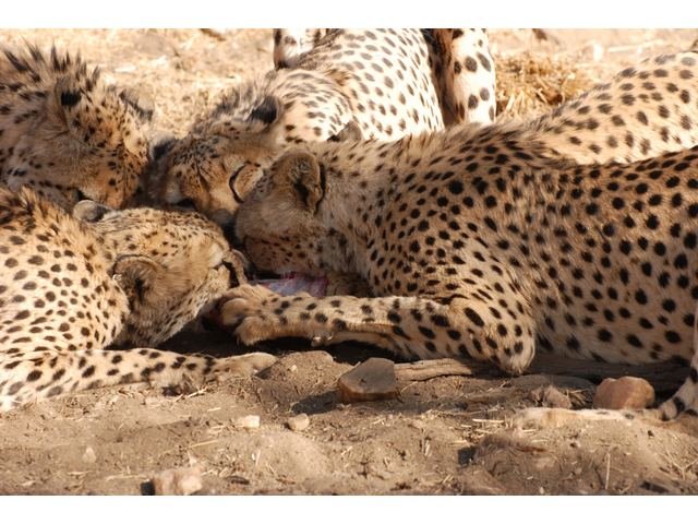 The five cheetah in feeding frenzy