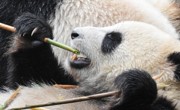 Panda eating habits - lying down