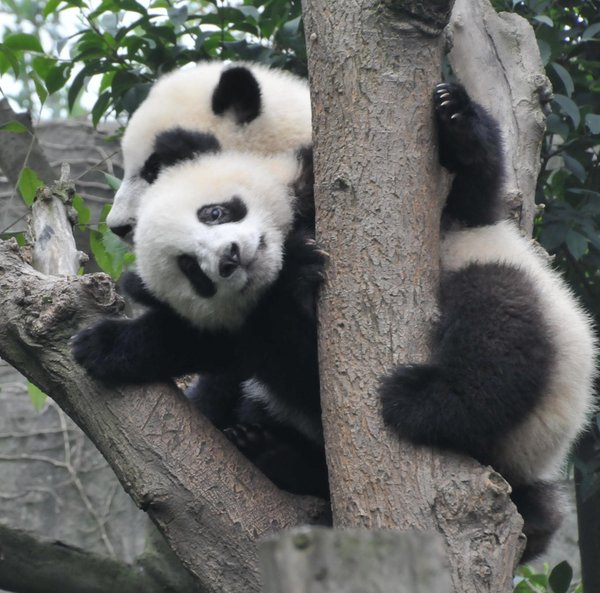 young panda sibling fighting over tree rights
