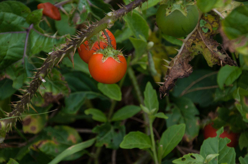 Tomatoes?