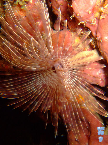 Magnificent Feather Duster Worm