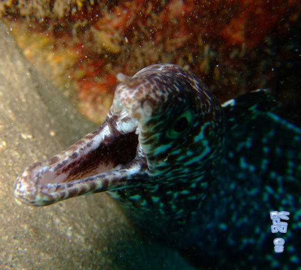 Moray Eel gulping down water bursting with oxygen