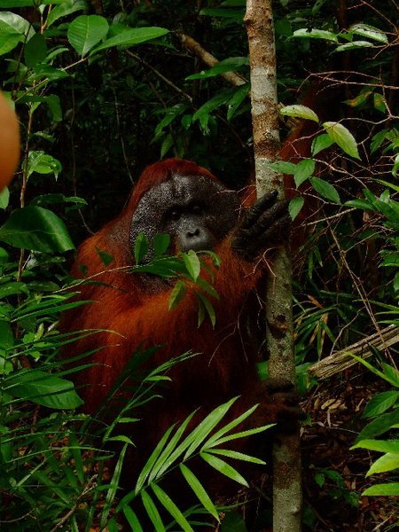 Male orangutan