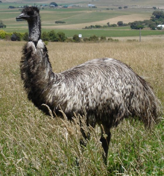 Australia: Emu