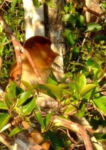 Asia: Probocis Monkey