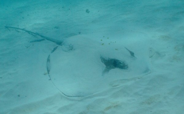The lazy sting ray.