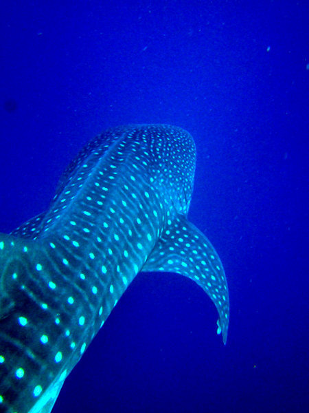 Whale sharks have a distinctive white spotted pattern