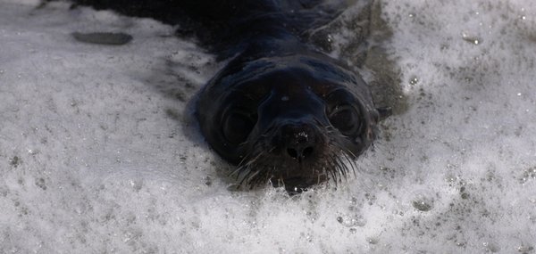 Fur seal in the surf