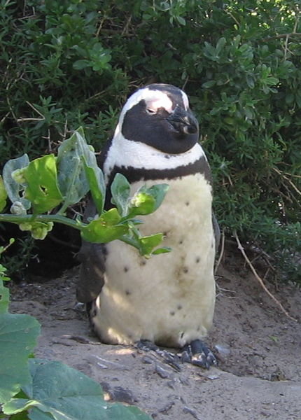 PENGUIN ON THE CAPE OF GOOD HOPE