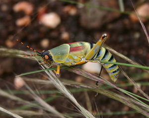 ELEGANT GRASSHOPPER