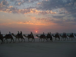 Camel Rides at Sunset