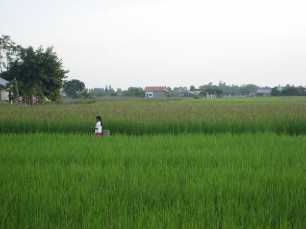 Rice Fields Near Home