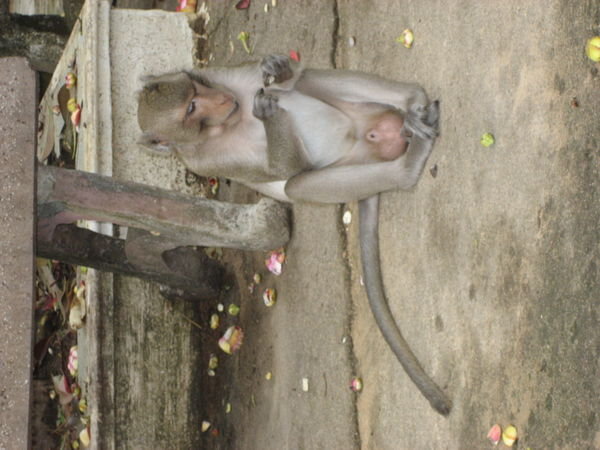 Monkey Chilling at the Temple