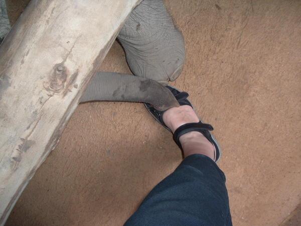 The baby elephant is obsessed with my toes