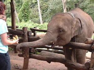 Feeding the elephant perfect-size bananas