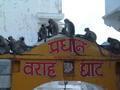 Monkeys in Pushkar