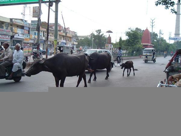 Animals roaming the street