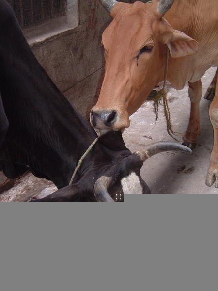 Cows in control in Varanasi