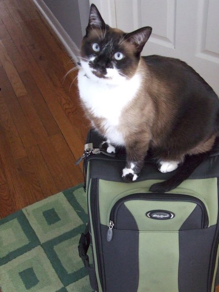My cat jumped on my luggage just as I was about to depart!