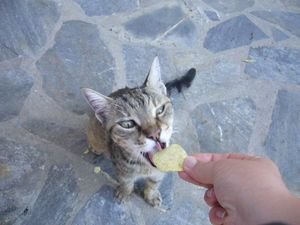trudi's cat "ghatta" loves simba chips