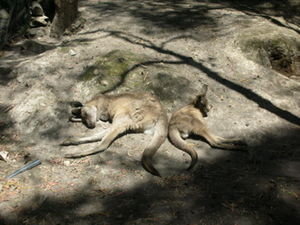 two rather chilled out kangaroos!
