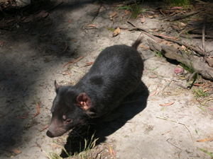 tasmania devil (aka giant rat)!!!!