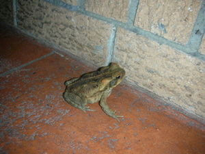 cane toad!