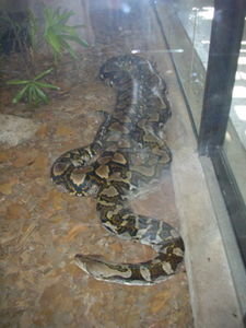 australias longers snake... waaaahhh!!