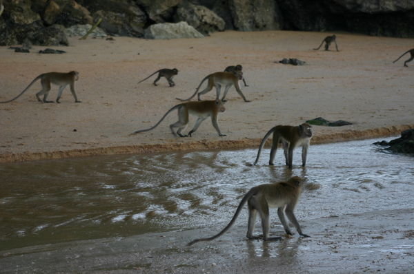 More monkeys on the beach
