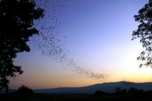 Millions of bats at dusk