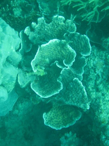 cool coral