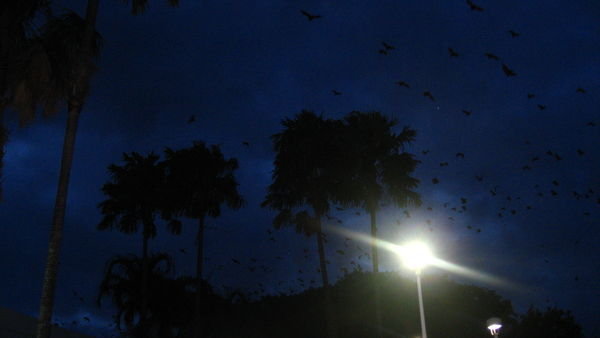 Bats in Cairns!