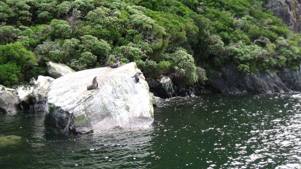Milford Sounds seals
