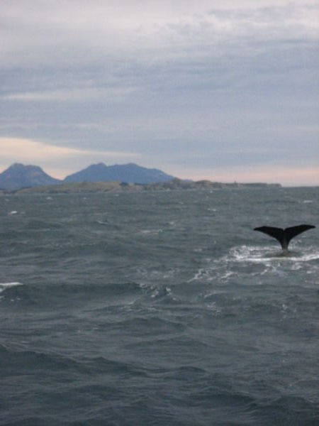 whale watching in kaikoura