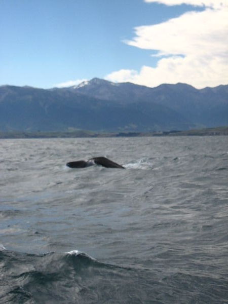 whale watching in kaikoura