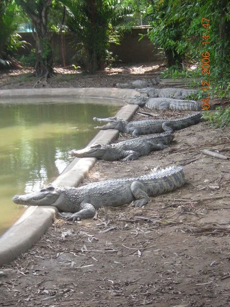 Crocodile Farm.
