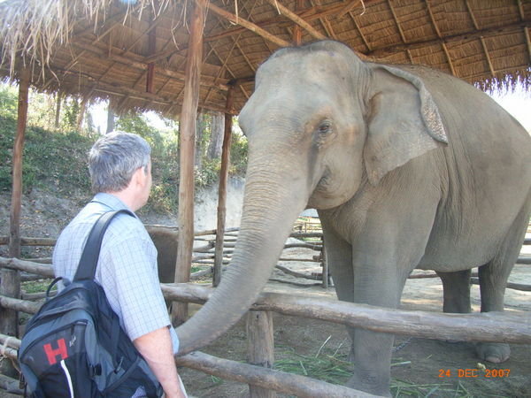 Chiang Mai- Elephants