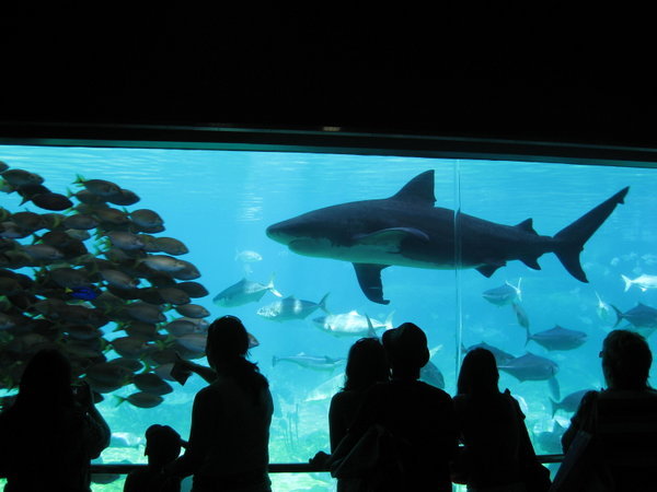 Seaworld Aquarium