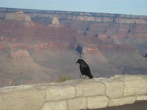 The Grand Canyon 133