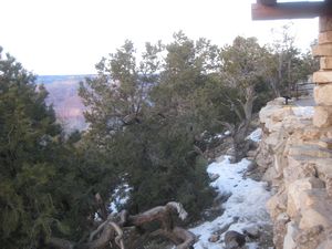 The Grand Canyon 149
