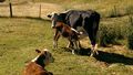 Wandelen tussen koeien en stieren