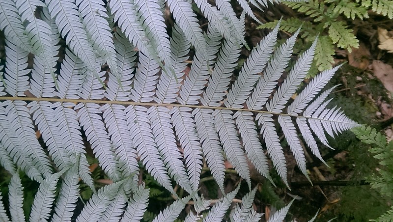 Silver fern: het nationale symbool van NZ