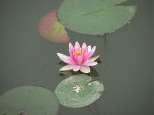nice flower on the pond