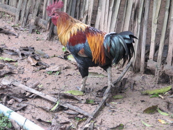 one of the loudest roosters!!