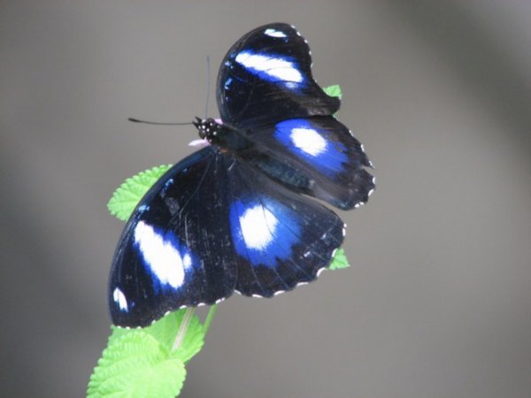 brillant blue butterfly