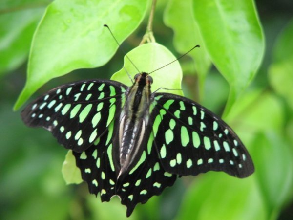 Cool green butterfly