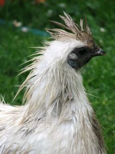 Esme the hen on a bad hair day