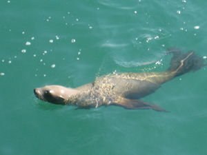 Santa Barb - Sea Lion